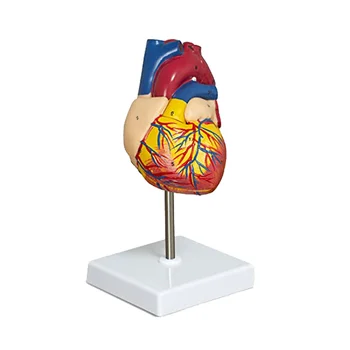 Модель сердца, двухкомпонентная роскошная анатомическая модель человеческого сердца в натуральную величину с 34 анатомическими структурами, анатомическое сердце